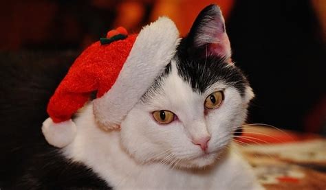 The 11 Best Cat Christmas Costumes 2021 [Jingle Bells!]