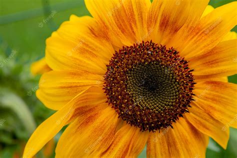 Fondo natural de girasol flor de girasol el aceite de girasol mejora la ...