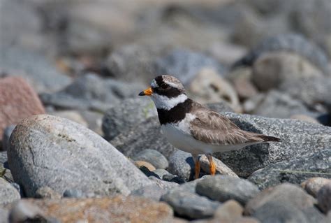 Irish Wildlife Photography: Iniskea Islands