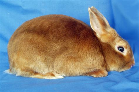 Mini Satin Rabbits | USA Rabbit Breeders