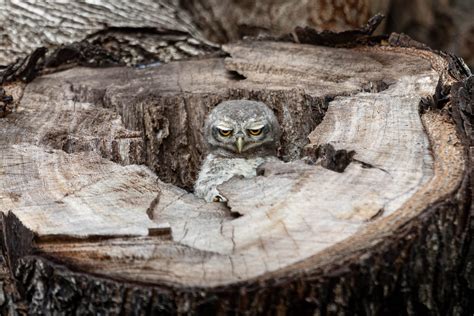 2023 Nature Photography Contest winners capture Earth's breathtaking beauty...and plant trees