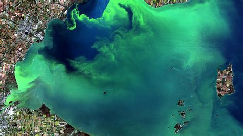 Gulf Of Mexico Algae Bloom 2024 - Edin Aeriela