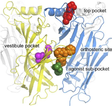 Overview of the different allosteric binding sites discovered in α 7 ...