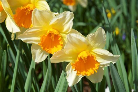 The Top 20 Spring-Flowering Bulbs | Garden Design