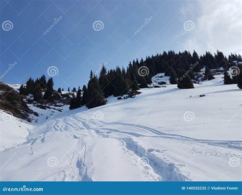 Snow in the Mountain Forest. Stock Image - Image of mountain, landscape ...