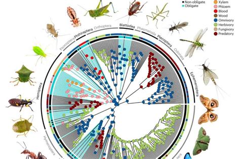 Bacteria are vital for the diversity and survival of insects, shows new study