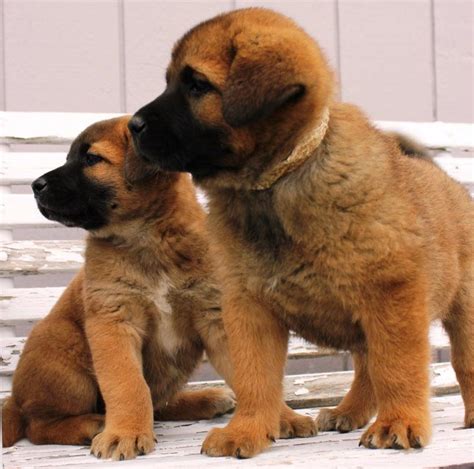 Akita Shepherd (Akita x German Shepherd Mix), Temperament, Puppies ...