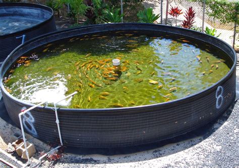 Today Aqua: Fish in aquaponic system