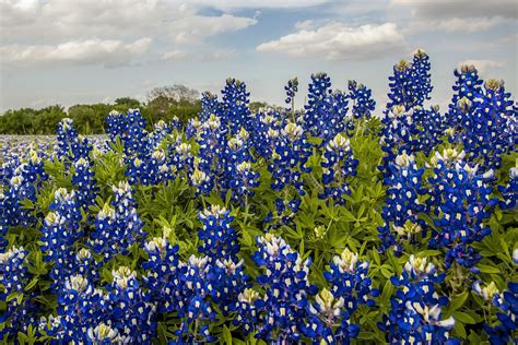 Where to Find the Best Bluebonnets in 2019 — Jason Weingart Photography