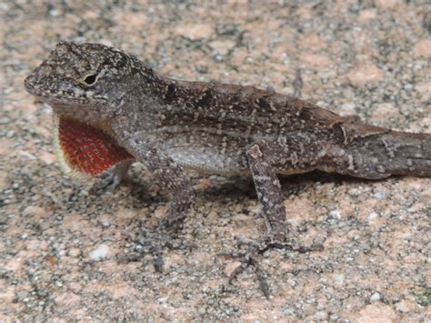 Anole - Brown Anole Info - Photo 2