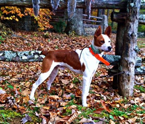 Feist Dog: The Unusual Pup That Looks like a Tall Jack Russell Terrier | Mountain feist, Rat ...