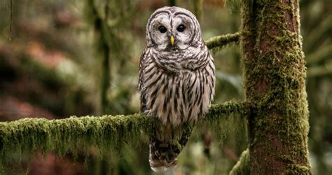 Barred Owl Identification, All About Birds, Cornell Lab of Ornithology