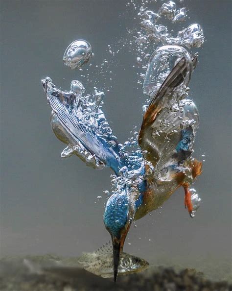 Kingfisher making a dive! : r/pics