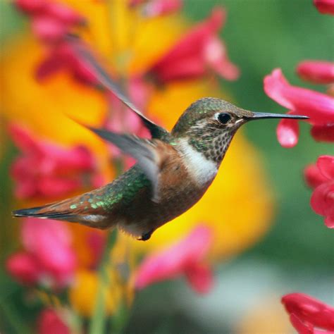 Create a Bird-Friendly Habitat with These Five Plants – Green Promise Farms