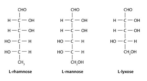 Fischer projection of L -rhamnose, L -lyxose and L -mannose. | Download Scientific Diagram