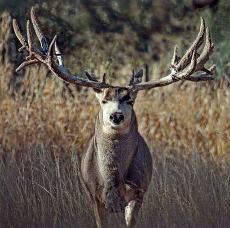 Look at the spread on that joker ! | Nice Bucks | Mule deer hunting, Mule deer buck, Big deer