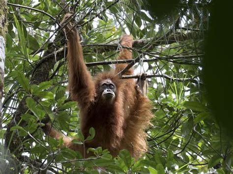 Tapanuli orangutan | Orangutan, Animal behavior, Species