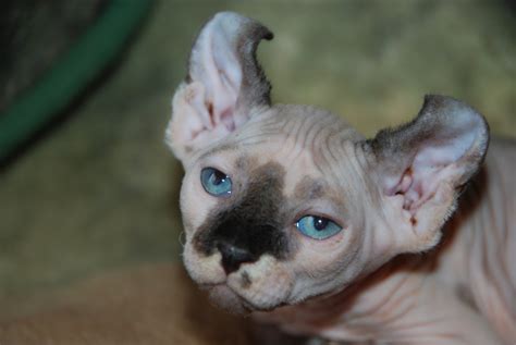 Elf kittens - elf sphynx - elf cats — NOCOATKITTY SPHYNX