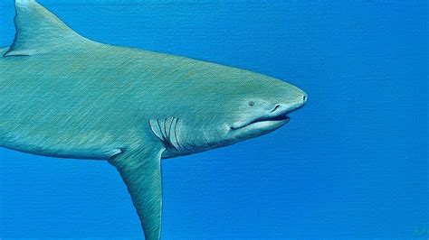 Lemon Shark 24x8 original fine art detail painting | Etsy