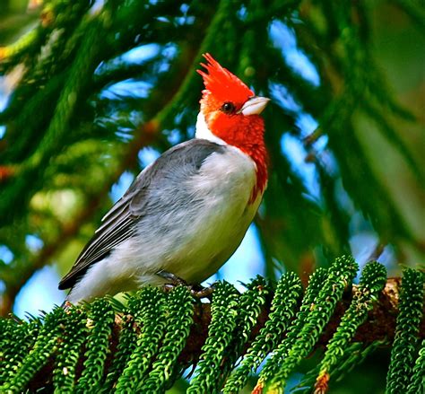 Red Crested Cardinal - Hawaii Pictures