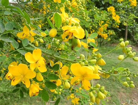 Cassia flower stock photo. Image of welsh, spring, nature - 146344432