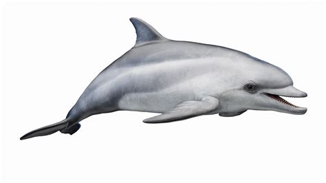 3D model Bottlenose Dolphin Anatomy - TurboSquid 2003607