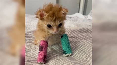 Viral Utah kitten Tater Tot dies