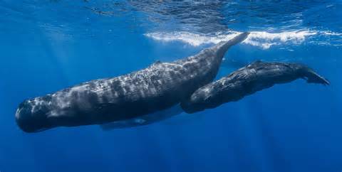 File:Sperm whale pod.jpg - Wikipedia