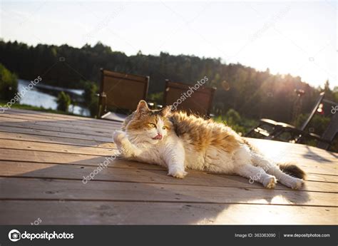 Long Hair Calico Cat Sunbathing Wood Patio Deck Stock Photo by ©mypstudio 363363090