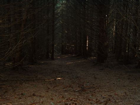 Dark forest with a few gleams of... © Jim Barton :: Geograph Britain ...