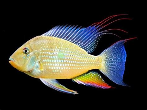 Heckel’s Threadfin Acara Cichlid – Diapteron Shop