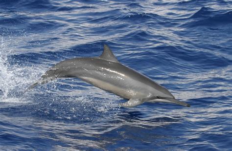 Spinner dolphin - Whale & Dolphin Conservation USA