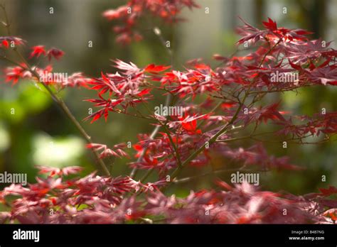 Acer maple tree Stock Photo - Alamy