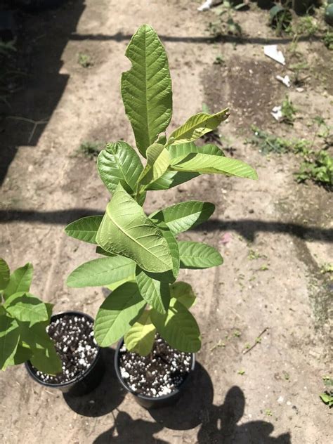 Gigant Indian Sweet White Guava Tree Extremely Rare Fruit | Etsy