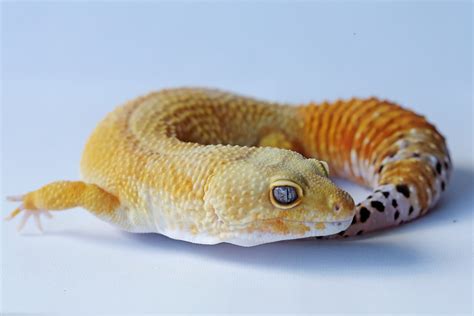 Why Do Leopard Geckos Bite Themselves? (Vet Tech Explains) - The ...