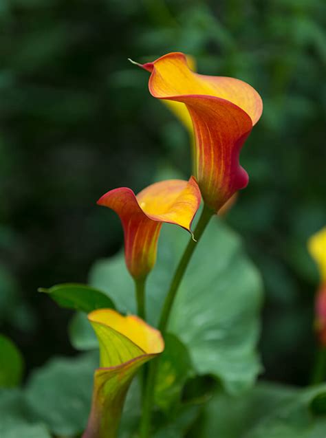 Calla Lily Plant Size