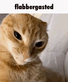 Flabbergasted Gill GIF - Flabbergasted Gill Engvid - Discover & Share GIFs