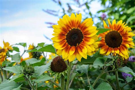 Growing Sunflowers From Seed - BBC Gardeners' World Magazine