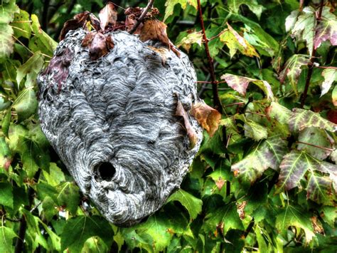 Wasp Nest Free Stock Photo - Public Domain Pictures