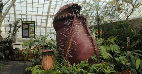 Man-Eating Plants Take Over Golden Gate Park's Conservatory of Flowers ...