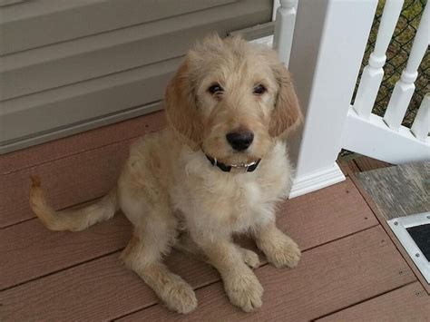 Labradoodle!! - looks a little more lab & a little less doodle Labradoodle Goldendoodle ...