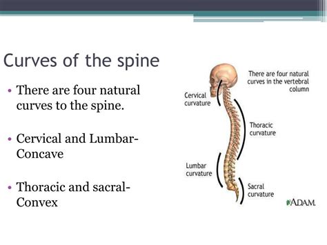 Concave Vs Convex Spine