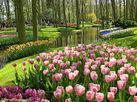 Beautiful Nature Pictures: Pink Tulips in Beautiful Garden