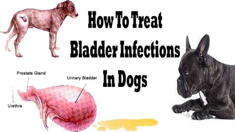 How To Treat Bladder Infection In Dogs