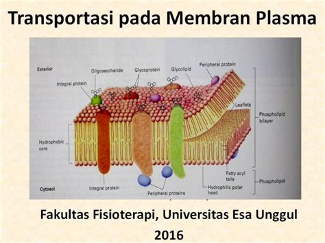 (PDF) Transportasi pada Membran Plasma - Biomolekuler...c. difusi terfasilitasi . DIFUSI ...