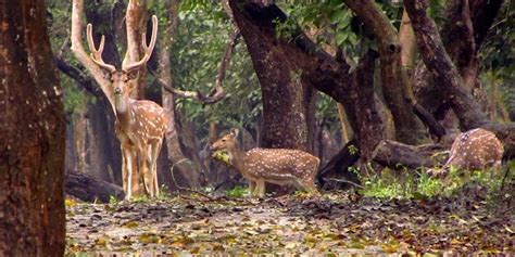 Kaveri Nisargadhama Forest Park Coorg (Timings, Entry Fee, Safari ...