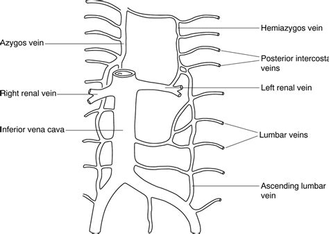 Radiological sign of a long line in the ascending lumbar vein ...