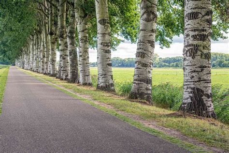 Ten Popular Poplar Trees