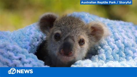 This baby koala is adorable! - YouTube