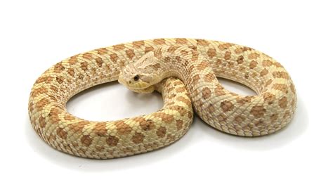 SUNFISH EXOTICS, Lets talk about hognose morphs